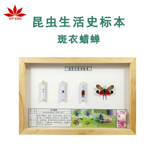 Insect Life History Specimens Spotted Wax Cicada Specimens Real Insect Display Clear Complete