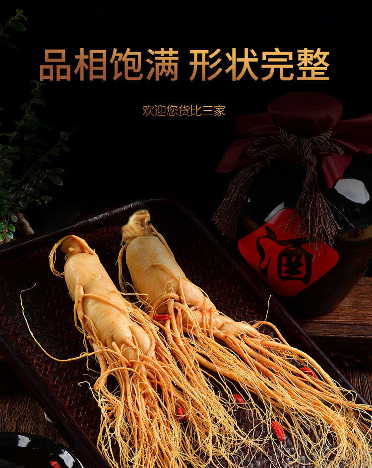 Fresh Changbai Mountain Ginseng Ren Shen Whole Root for Wine Infusion and Soup Making Gift Box in use