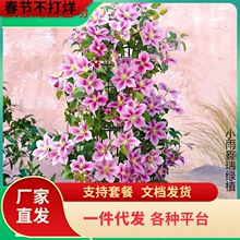 �۷�֮���F��ɏ�����绨�����̨���ԾGֲ����ͥԺ�ٱ�����ֲ��