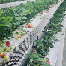 ��ݮ�Nֲ�� �o������Nֲ�� PVC�ܵ��߲˷Nֲ�����a�S��