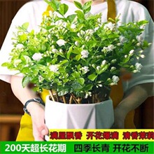 【带花苞】重瓣茉莉花盆栽香水茉莉四季开花浓香型好养绿植花卉