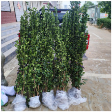 ļ Gh ·xϱNֲ 1.5ׅS