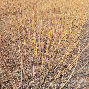 �ט岥�NС�� �|�������ט������ְט�����|�����r��