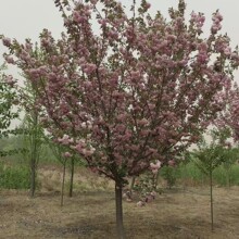 苗圃基地批发日本晚樱树苗樱花树园林庭院城市公园绿化行道树乔木