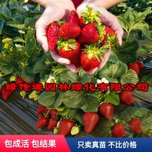 草莓苗盆栽地栽陽台食用牛奶四季草莓當年結果南北方種植草莓秧苗