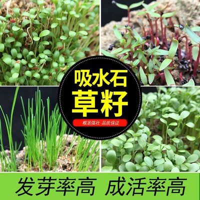 Sheung Shui Stone Absorbent stone Four seasons Rockery Seeds bonsai Scenery Potted plant Grass Seed Botany Big leaf Lobular