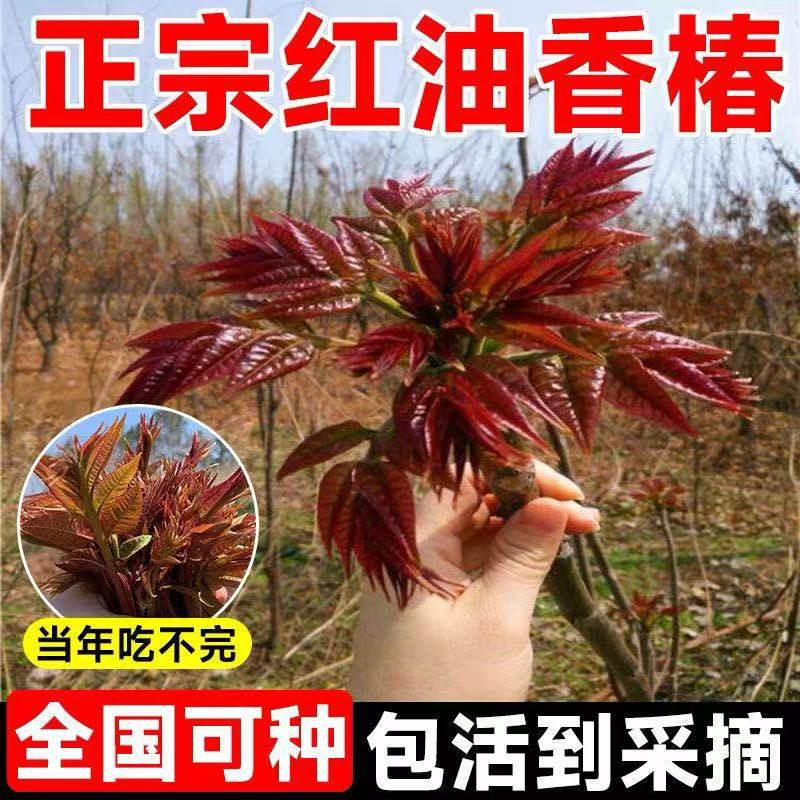 正宗红油香椿苗盆栽地栽大棚香椿树苗南方北方四季种植食用香椿芽