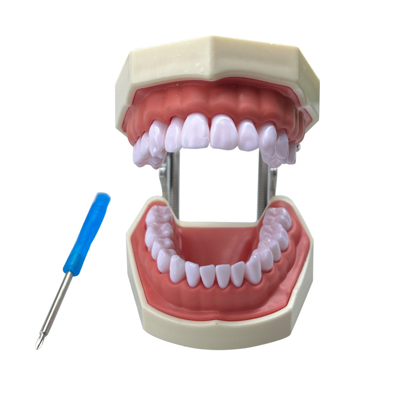 Modelo dental modelo de enseñanza oral 28 modelos de práctica de preparación de dientes modelo de diente desmontable de boca completa