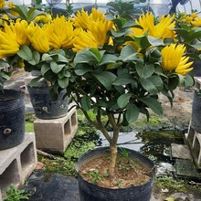 ���������S���^�p���ܾGֲ���Խ�����҃����ֲ̨���ʳ������