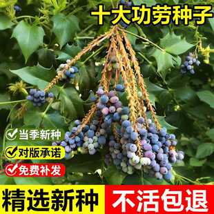 �����²�ʮ�󹦄ڷN������̰˽Ǵ��S�������S�����S�B�G�h��N��