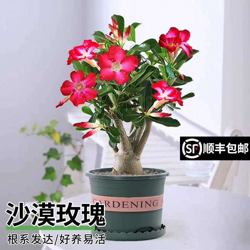 В горшке с розой пустыни в гостиной в помещении старый пень цветет круглый год, цветы устойчивы к сухости и просты в уходе, суккулентные растения, зеленые растения с двойными лепестками.
