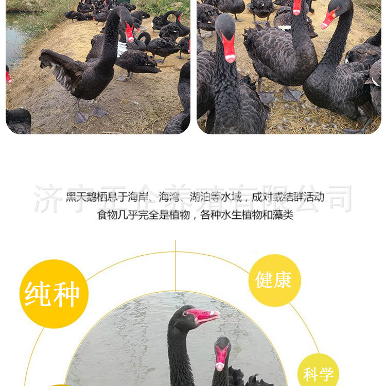 黑天鹅_04.jpg