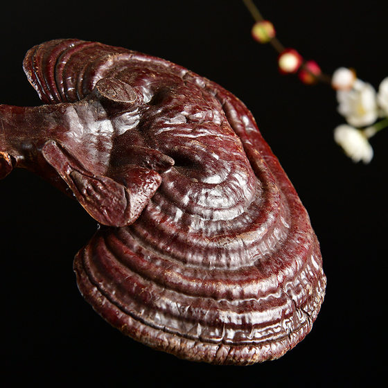 Changbai Mountain Ganoderma Lucidum Dry Goods Pruning Purple Ganoderma Lucidum Whole Flower Northeast Nyingchi Gift Boxed Chinese Herbal Medicine Wholesale Source