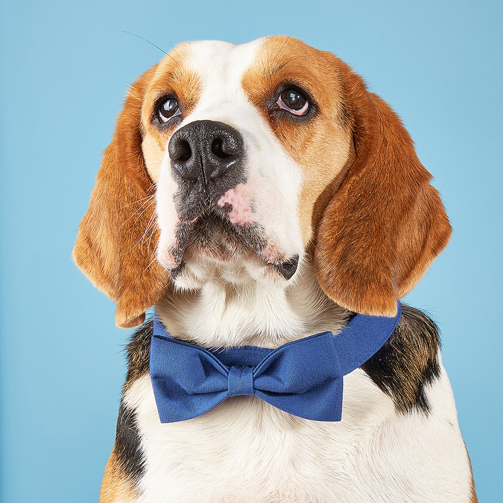 Punto transfronterizo Tanpopo Perro mascota de algodón de estilo británico Pajarita Velcro Collar de perro ajustable