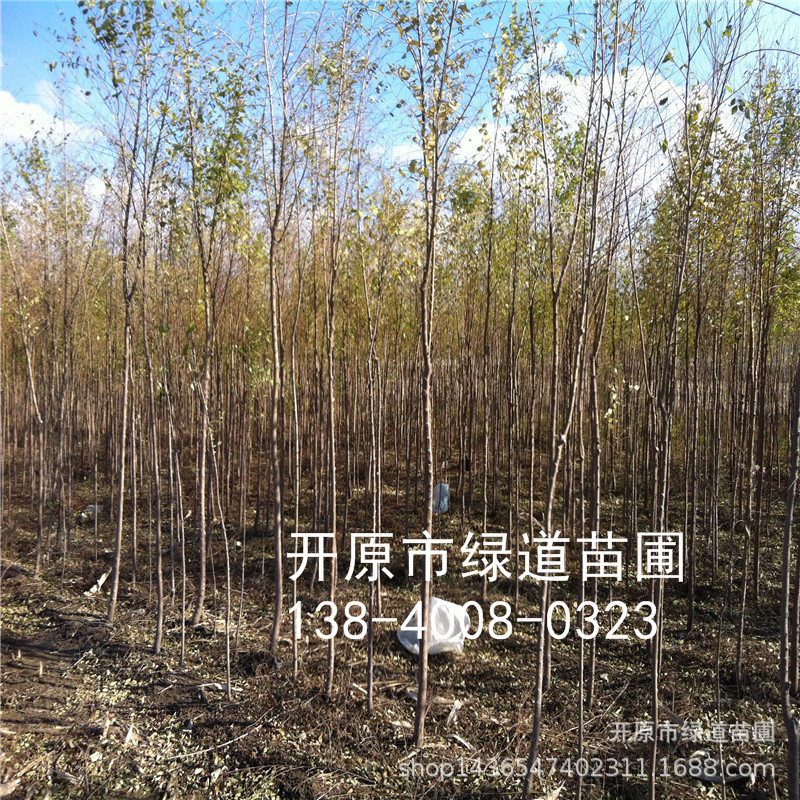 供应 白榆1-10公分 白榆行道树 东北白榆树苗 辽宁白榆小苗-阿里巴巴