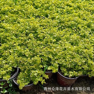 Golden-Leaved Geranium 11cm Two-Tone Pot 7cm Nutrient Bowl 2025 New Product by Zhongze Flowers