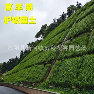 Ryegrass Seeds, Perennial Slope-Protecting Grass Seeds, Early-Maturing Fescue Seeds, Northern Greening Lawn Seeds, Cold-Resistant Greening