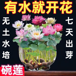 ɏN_ˮɏ˯ɏɻN҃ȾGֲֲļN