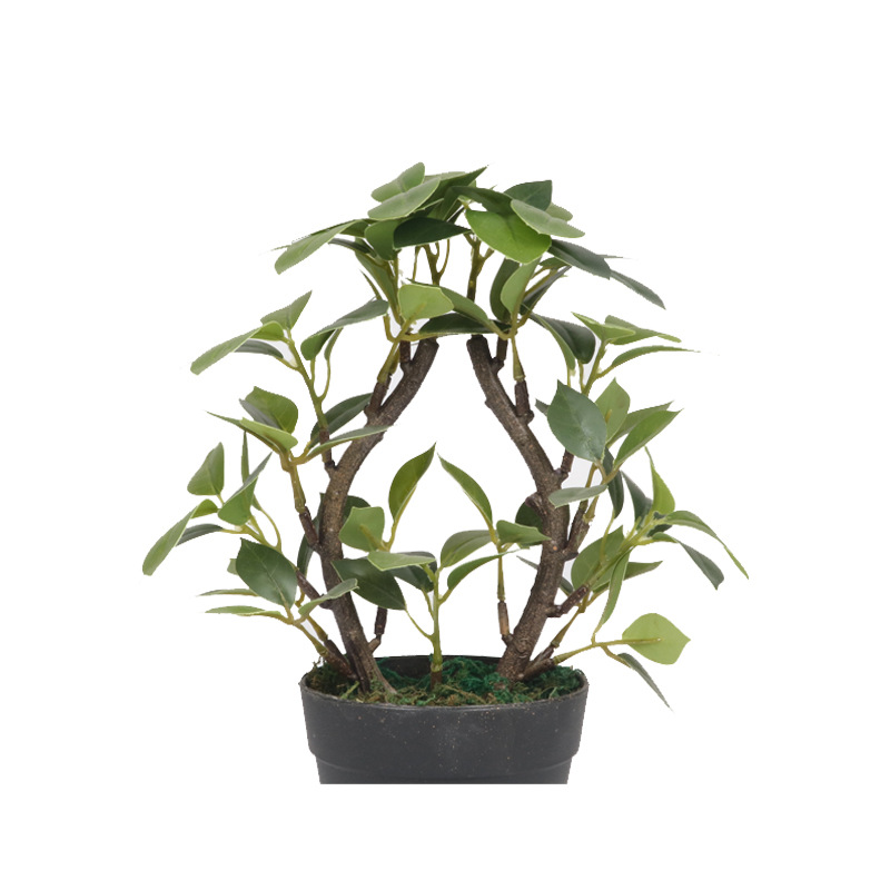 XRS-156 迷你榕叶4号盆栽87叶0 (3).jpg