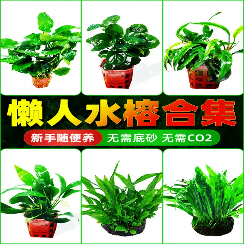 Водный баньян, коряжник, водный ленивый аквариум, настоящая растительность, крупнолистовой баньян, мини-ландшафтный дизайн баньяна