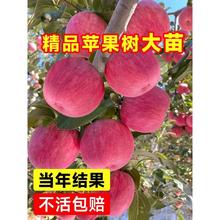 苹果树果苗嫁接红富士苹果苗南北方庭院盆栽地栽耐寒当年结果树苗