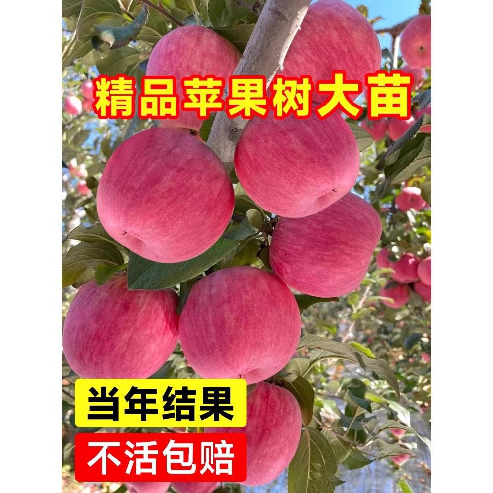 苹果树果苗嫁接红富士苹果苗南北方庭院盆栽地栽耐寒当年结果树苗
