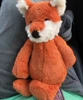 Shy fox
