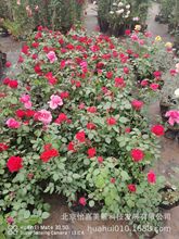 月季基地直销丰花月季大花月季北京本地月季苗耐寒月季别墅栽月季
