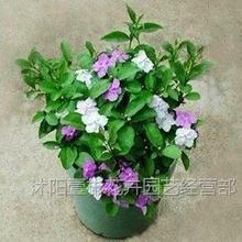 �ذ��ɫ���^���������ԝ��㻨��ֲ���x���pɫ���������y�z����