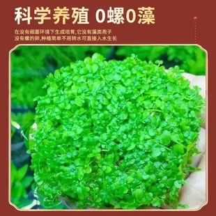Climbing Dwarf Pearl Foreground Grass Water Banyan South American Grass Landscaping Decoration Oxygenated Green Plants Easy to Grow and Cost-Effective Aquatic Plants for Novices