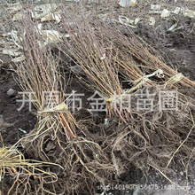 ���ְט�С�� ���L���֘��� �|�������ט岥�N���� ȫ������