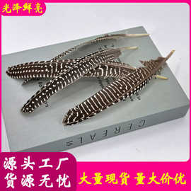 原色珍珠窝翎刀翎 现货珍珠鸡毛 diy逗猫棒胸花毽子饰品辅料羽毛