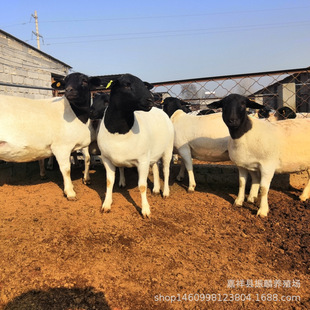 ���ް׾d�����Bֳ�� ���^�Ų��d��С��ֳᷱĸ�����l ���\����