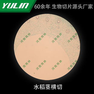 Rice Stem Cross-cut Microbial Specimen Microscope Biological Slice High School Teaching Experimental Instrument Scientific Research Slide