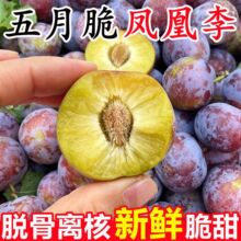 正宗四川五月脆凤凰李子新鲜5斤应当季孕妇水果脱骨李脆红李整箱