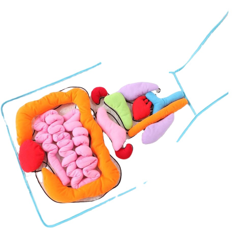 Juguetes para bebés cognición vísceras del cuerpo educación temprana herramientas de enseñanza niños educación temprana vísceras tridimensionales delantal al por mayor