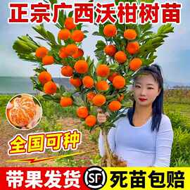 广西武鸣沃柑树苗正宗无核无籽嫁接沙砂糖橘桔子果苗果树南方种植