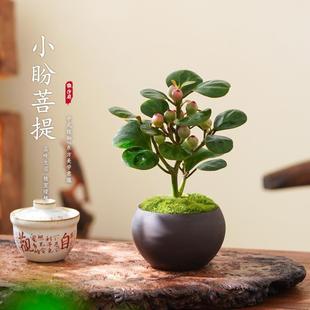 Mini Bodhi Potted Plant with Fruits for Indoor Office Desktop, Easy-To-Care Chinese Zen Green Plant Decoration for Living Room
