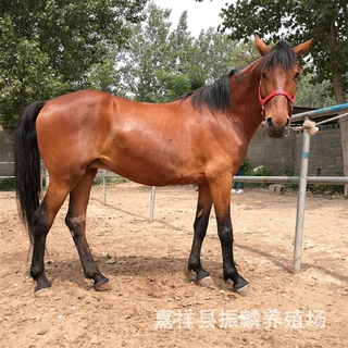 广东连州出售骑乘马 骑乘马什么品种好 阿拉伯马的