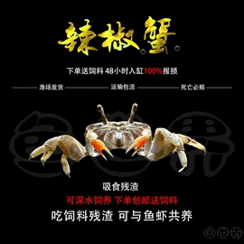 观赏鱼;其它水族用品;观赏鱼饲料