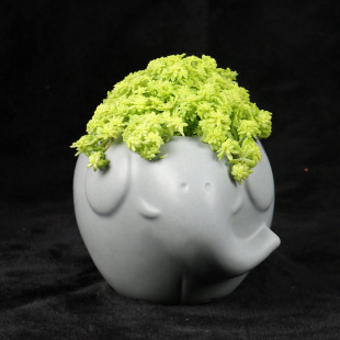 �к͵� ���s����Ҿ��������� �����մɶ��⻨�� zakka���˻���