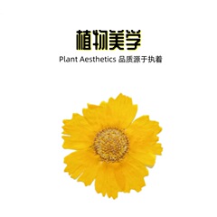 BAOLAN 迎春花标本 押花压花diy植物天然干花 手工押花画书签材料