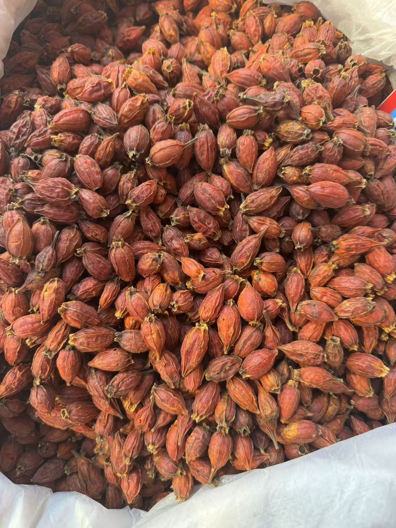 Dried Gardenia Fruit Zhi Zi 1000g Whole Herbal Tea Ingredient for Decoction and Culinary Use specifications
