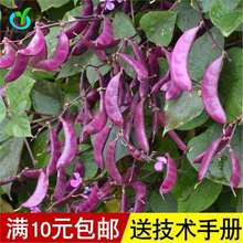 tⶹNϼtɫü߮amļNܿļ