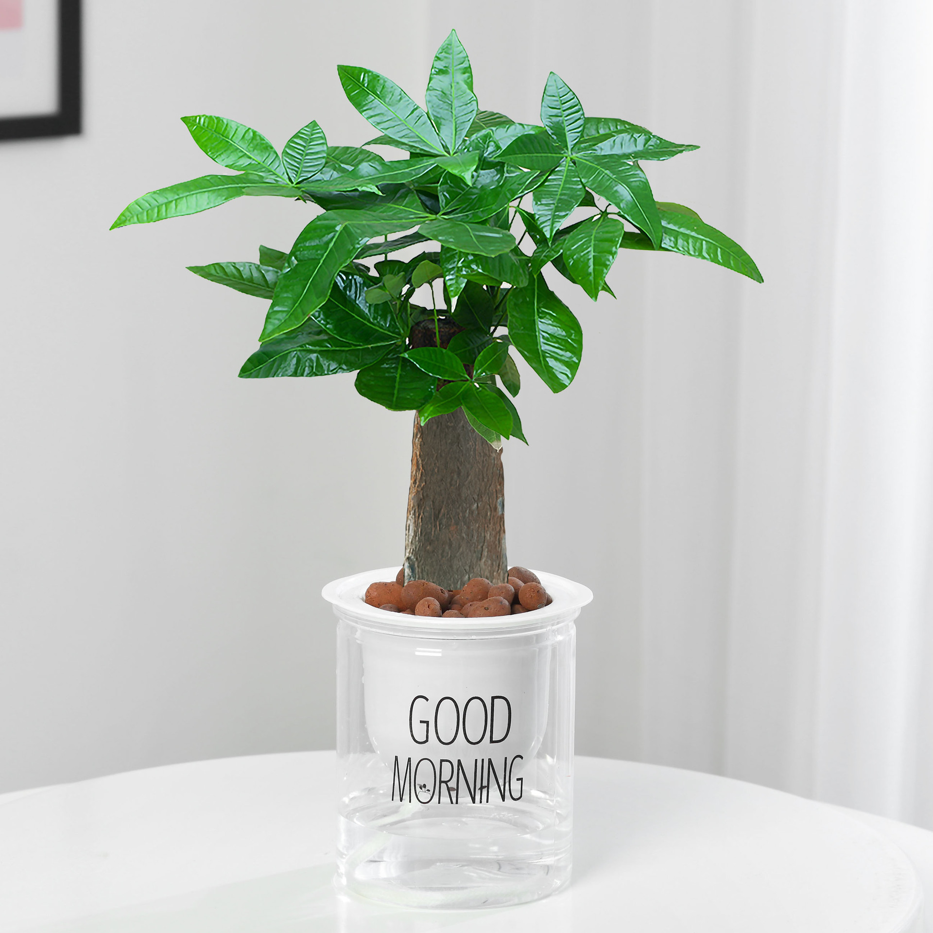 árboles ricos pequeñas plantas de maceta flores verdes plantas de oficina absorción de formaldehído árboles hidropónicos de bambú de lapis verde buena alimentación maceta