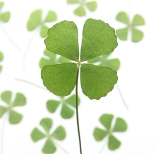 Four-leaf clover dried flower wholesale closed door grass flower plant specimen handmade material dropping glue mobile phone shell small leaf series