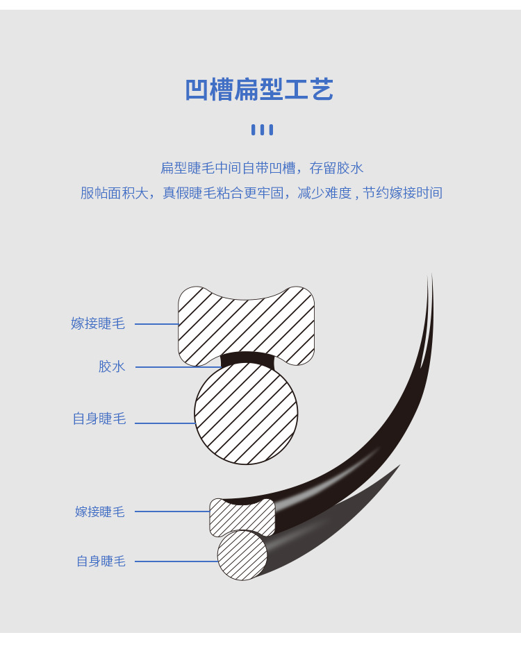 单根扁毛双尖扁毛 单根扁毛双尖扁毛