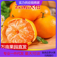 【活动款】正宗云南沃柑新鲜水果现摘整箱对接电商直播源头直发