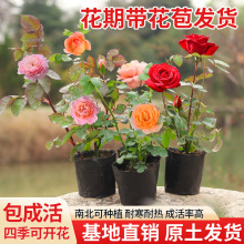 月季花苗四季开花特大花卉爬藤小苗室内外阳台盆栽蔷薇玫瑰