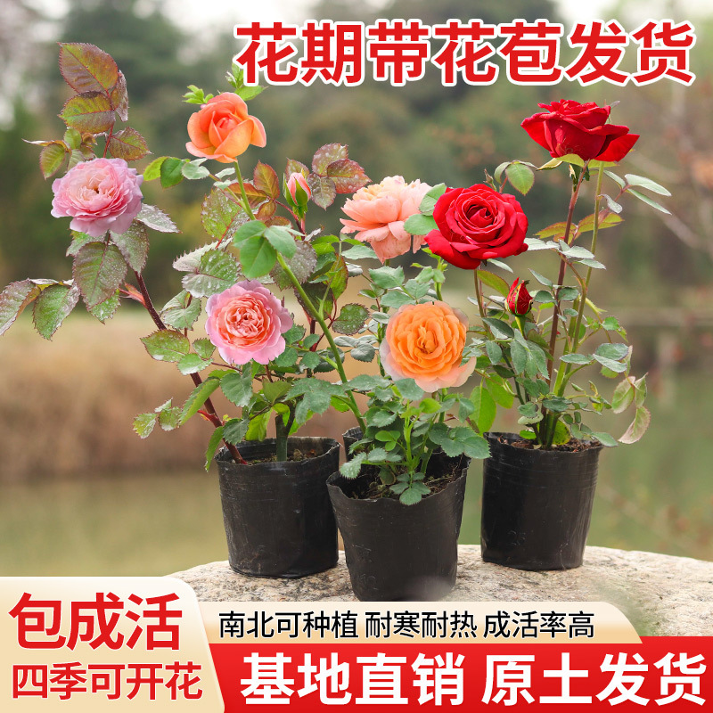四季咲きのバラの花苗、特大の花つる苗、屋内外のバルコニー鉢植えバラ|undefined